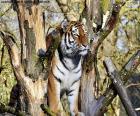 Большой Тигр, контролируя свою территорию от верхней части дерева